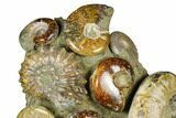 Tall, Composite Ammonite Fossil Display - Madagascar #175815-4